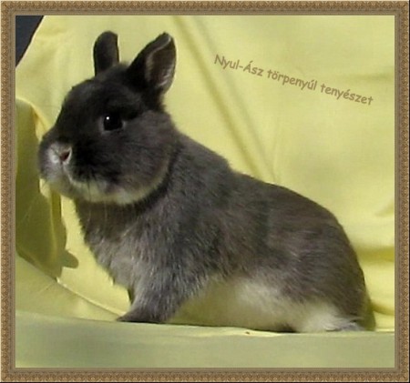 Kókusz, a színes törpe apa